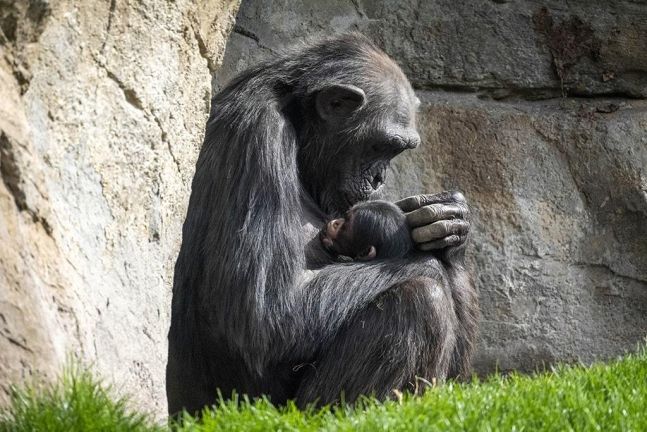 3개월 전 죽은 새끼를 데리고 다니는 침팬지 '나탈리아가 화제가 되고 있는 가운데 같은 시기에 다른 암컷 침팬지도 출산을 했다. 사진=바이오파크 동물원 홈페이지