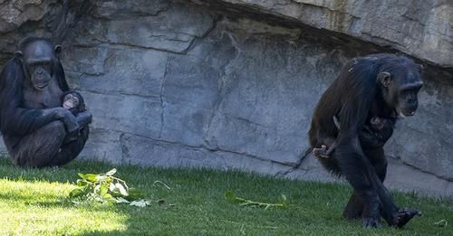 3개월 전 죽은 새끼를 데리고 다니는 침팬지 '나탈리아. 바이오파크 동물원 홈페이지