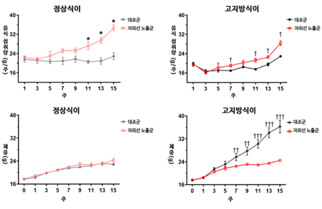 자외선 노출군은 대조군보다 음식 섭취량은 크게 늘었지만 체중이 증가한 정도를 보면 대조군과 유의미한 차이를 보이지 않았다. 서울대병원 제공