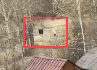 숲에서 만난 곰을 러시아 할머니가 돌 하나로 쫓아냈다. [사진출처 = 연합뉴스]