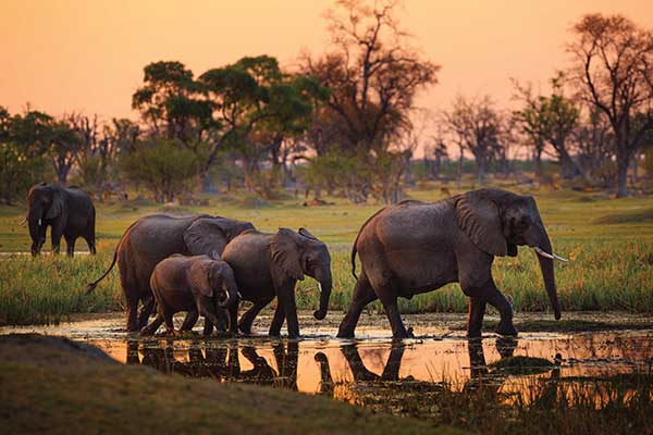 보츠와나 모레미국립공원에 있는 코끼리들. 사진 셔터스톡.