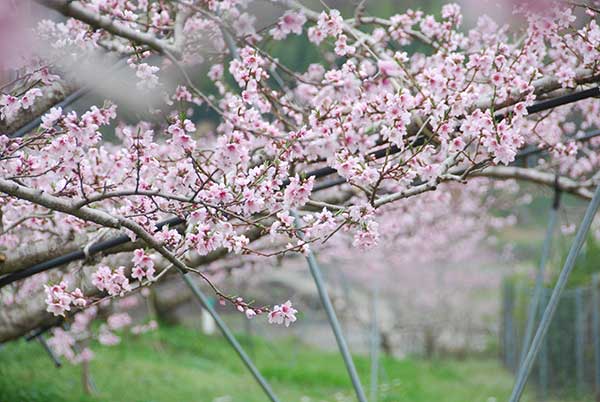 월등의 4월은 분홍색 이불을 편 것처럼 복사꽃 대궐이다.