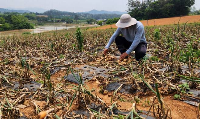 한 농민이 21일 전남 무안군 무안읍의 양파밭에서 누렇게 변한 채 말라버린 양파들을 만져보고 있다. 연합뉴스