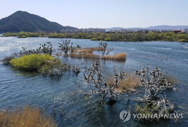 소양강에 둥지 튼 민물가마우지 무리 [연합뉴스 자료사진]