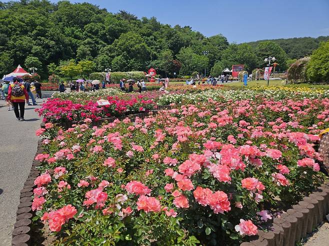 지난 23일 제16회 울산대공원 장미축제를 찾은 관람객들이 장미들을 구경하고 있다.(사진=김성진 기자.)