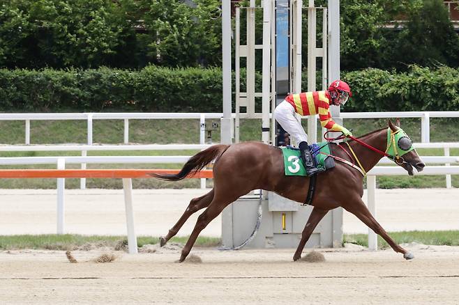 새내퀸. 사진제공=한국마사회