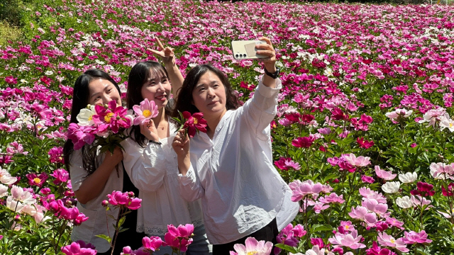 ▲ 23일 영월 하이힐링원 작약꽃단지에서 관광객들이 사진을 찍고 있다.