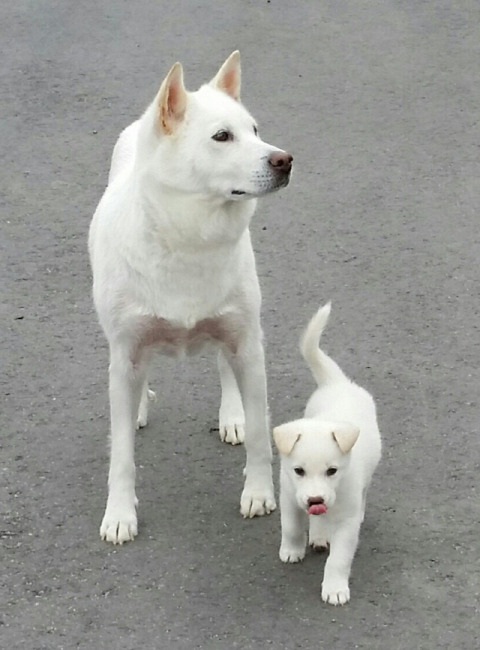 ▲ 소설의 주인공이 된 작가의 반려견 다도(왼쪽)와 새끼.