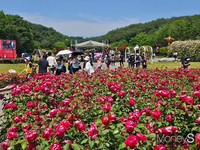 23일 울산 남구 울산대공원에서 장미축제가 열리고 있다. /사진=최유빈 기자