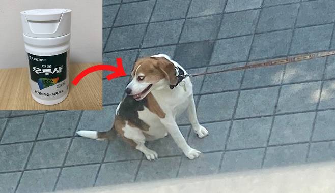 휴식을 취하고 있는 반려동물. 독자 제공