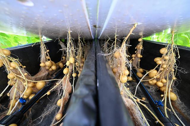 양액을 안개처럼 분사하는 방식의 수경재배 시스템. 공동취재단