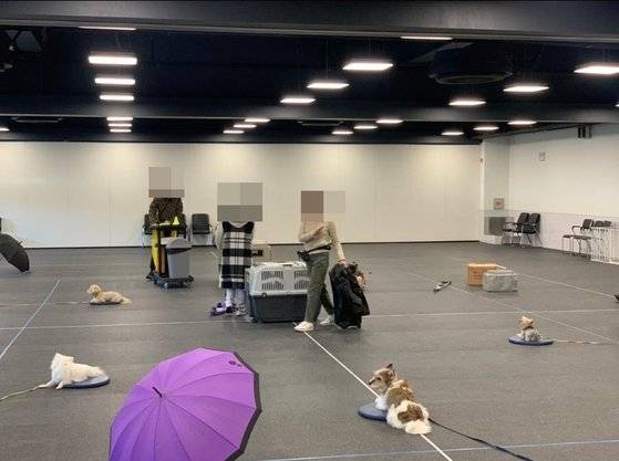 강형욱 훈련사가 운영하는 경기 남양주 오남읍 보듬컴퍼니 교육센터에서 훈련사들이 보호자들이 맡긴 반려동물들을 돌보고 있다. 사진 제보자