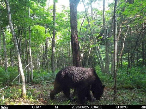 '닌자 곰' OSO18이 사살되기 직전인 지난해 6월에 찍힌 컬러사진. 사진 홋카이도 시베차초