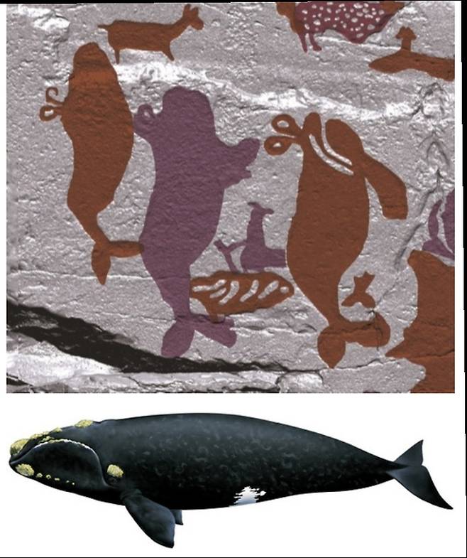 반구대 암각화 고래 그림과 북방긴수염고래.