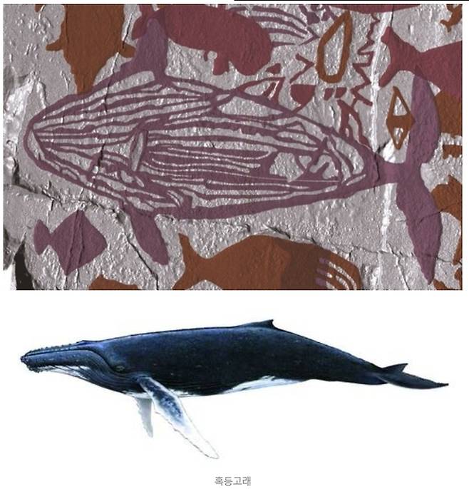 반구대 암각화 고래 그림과 혹등고래.