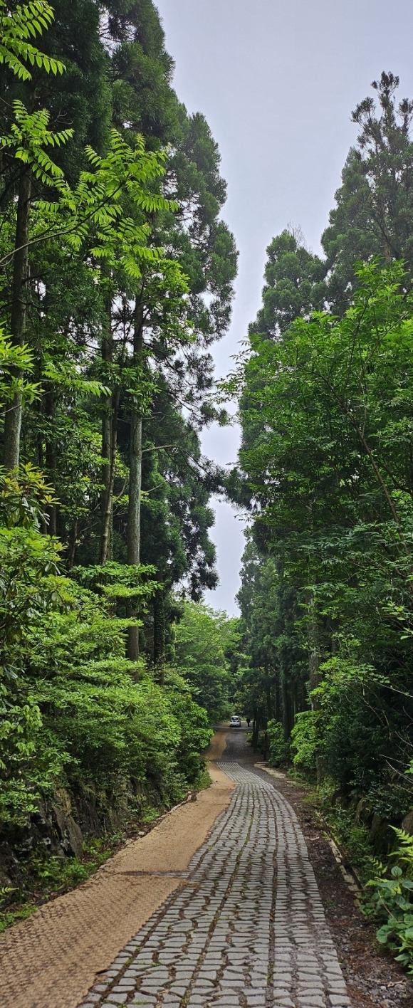서귀포 치유의 숲길에서 아름다운 생명상 대상을 받은 ‘엄부랑숲’을 만날 수 있다. 제주 강동삼 기자