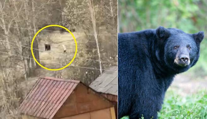 나무와 풀이 무성한 숲에서 산책하다가 곰을 만난 70대 여성이 돌을 쥐고 던지는 시늉을 하며 쫓아내고 있다. 기사와 직접적인 관계없는 참고용 사진(오른쪽). [사진=텔레그램 채널 '올 마가단'(왼쪽), 게티이미지뱅크]