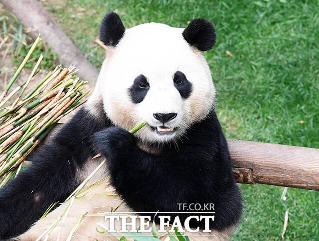 중국 SNS 웨이보에서 지난달 한국을 떠나 중국으로 간 자이언트 판다 '푸바오'가 열악한 대우를 받고 있다는 의혹이 제기되자 중국 당국이 '유언비어'라고 반박했다. /더팩트 DB