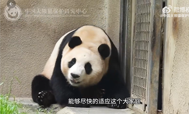 중국자이언트판다보호연구센터는 25일 판다 ‘푸바오’의 영상을 공개했다. 사진 중국자이언트판다보호연구센터 웨이보 갈무리