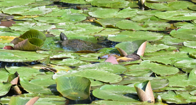 25일 인천 남동구 인천대공원 연못에서 생태계 교란생물인 리버쿠터가 헤엄치고 있다. 조병석기자