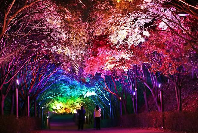 단풍 명소 중 하나인 천안 독립기념관 단풍나무숲길 야경(작년 10월 30일 촬영). 신현종 기자