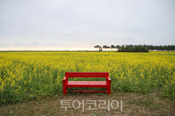 노란 유채꽃이 만발한 양양 가평리 /사진-양양군