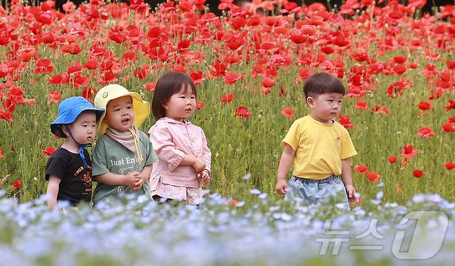 28일 경남 함양군 상림공원을 찾은 어린이들이 양귀비꽃을 구경하며 즐거운 시간을 보내고 있다. (함양군 김용만 제공) 2024.5.28/뉴스1