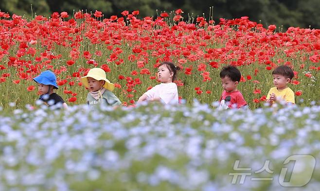 28일 경남 함양군 상림공원을 찾은 어린이들이 양귀비꽃을 구경하며 즐거운 시간을 보내고 있다. (함양군 김용만 제공) 2024.5.28/뉴스1