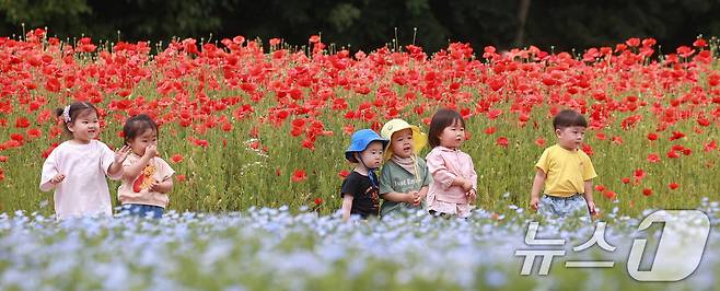 28일 경남 함양군 상림공원을 찾은 어린이들이 양귀비꽃을 구경하며 즐거운 시간을 보내고 있다. (함양군 김용만 제공) 2024.5.28/뉴스1