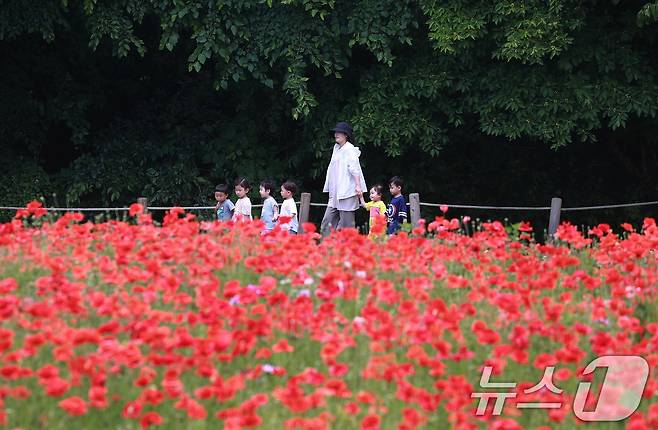 28일 경남 함양군 상림공원을 찾은 어린이들이 양귀비꽃을 구경하며 즐거운 시간을 보내고 있다. (함양군 김용만 제공) 2024.5.28/뉴스1