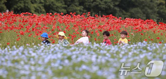 28일 경남 함양군 상림공원을 찾은 어린이들이 양귀비꽃을 구경하며 즐거운 시간을 보내고 있다. (함양군 김용만 제공) 2024.5.28/뉴스1