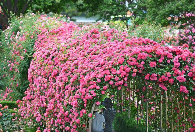 오십천변 삼척장미공원에 온갖 장미가 만발해 있다. 축제는 끝났지만 진한 향기는 여전하다.