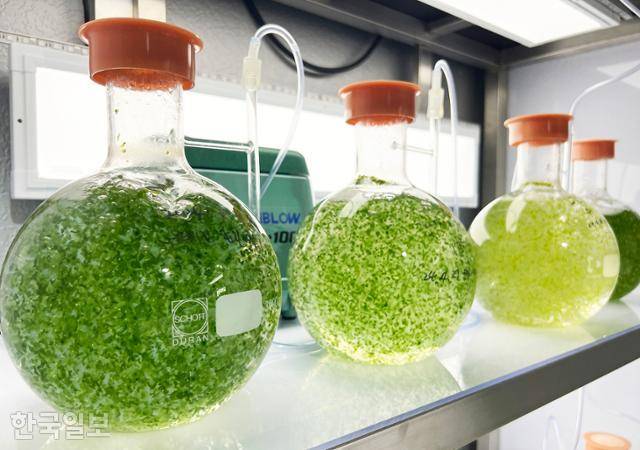 민물김연구센터에서 소한계곡 차가운 물을 이용해 플라스크에서 민물김을 기르고 있다.