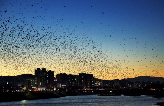 울산 태화강 십리대숲에서 까마귀들이 떼를 지어 비행하고 있다. (출처=매경DB)