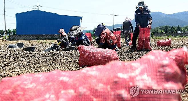 창녕 농가 외국인 근로자 (창녕=연합뉴스) 김동민 기자 = 낮 최고기온이 28도까지 오른 29일 경남 창녕군 대지면 한 마늘 농가에서 외국인 계절 근로자와 한국인 농민이 마늘을 마늘망에 담고 있다. 2024.5.29 image@yna.co.kr