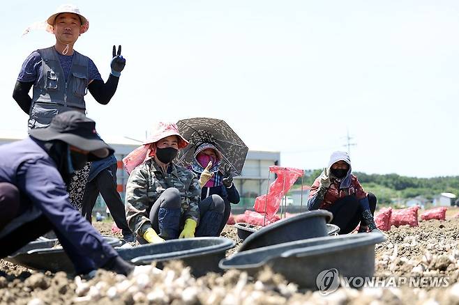 외국인 계절 근로자와 함께하는 농사 (창녕=연합뉴스) 김동민 기자 = 낮 최고기온이 28도까지 오른 29일 경남 창녕군 대지면 한 마늘 농가에서 외국인 계절 근로자와 한국인 농민이 작업 중 취재진을 향해 브이 표시를 하고 있다. 2024.5.29 image@yna.co.kr