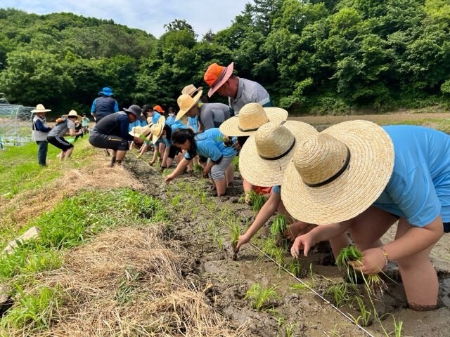 전국농민회총연맹 제천시연맹이 30일 제천시 봉양읍에서 통일쌀 손 모내기 행사를 하고 있다. 제천시 제공