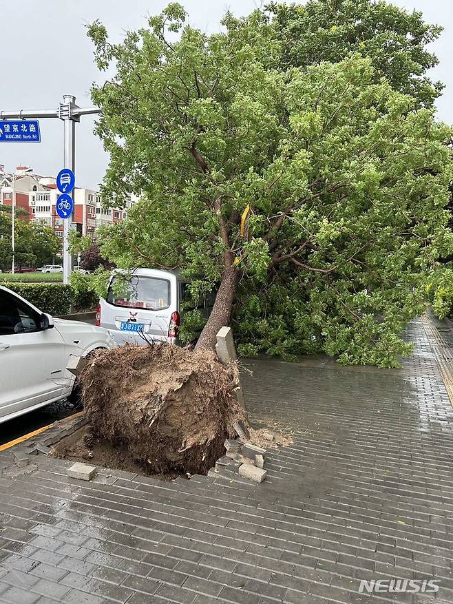 [베이징=뉴시스]30일 오후 중국 베이징에서 갑자기 돌풍을 동반한 폭우가 쏟아져 곳곳에서 가로수가 부러지거나 뽑히는 등 피해가 발생했다. 사진은 한인들이 많이 모여사는 지역인 왕징의 한 거리에서 뿌리째 뽑혀 넘어진 가로수.(사진=독자 제공) 2024.5.30 photo@newsis.com