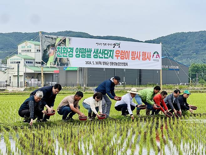 경기 양평군 친환경 벼 재배 농가에 왕우렁이가 방사되고 있다. (양평군 제공)2024.05.31./뉴스1