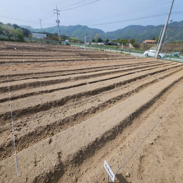 ▲ 밭을 배정받은 후 아무 작업도 하지 않은 이랑의 모습. 이채윤