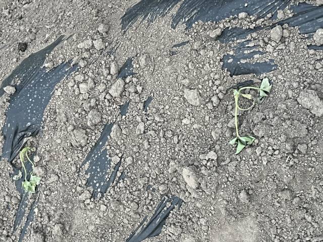 ▲ 초보 농사꾼의 실수와 더운 날씨로 인해 농작물들이 죽어버렸다. 이채윤