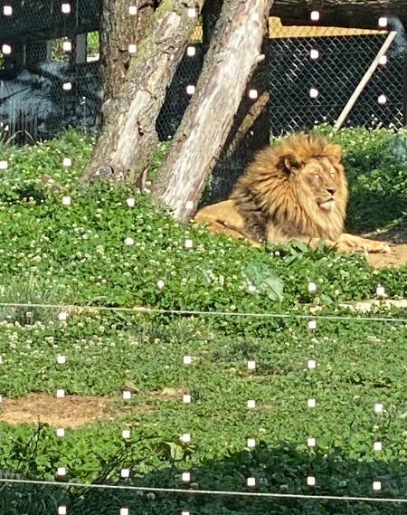 7년간 콘크리트 바닥의 비좁은 실내 동물원에 갇혀 있었던, 사자 '바람이'. 갈비뼈가 보일 정도로 말라 '갈비 사자'라 불렸었다. 그랬던 바람이가 청주동물원에 온지 1년여 만에 이리 건강해졌다. 풀과 흙을 맘껏 밟고, 햇볕을 쬐며 평온하게 졸고 있다./사진=바람이 보면서 멍 때리다 함께 졸고 있는 본분 잊은 남형도 기자