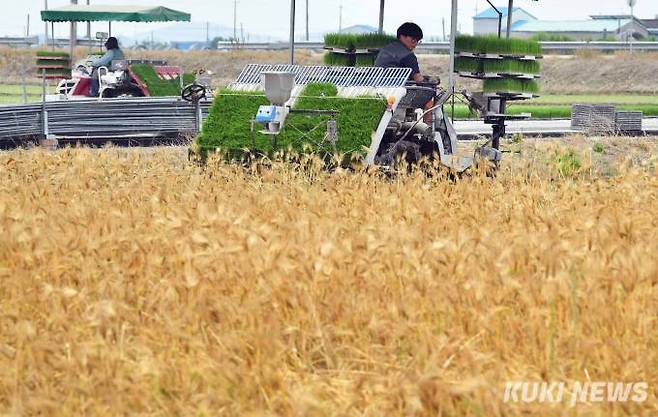 예로부터 "보리는 익어서 먹게 되고, 볏모는 자라서 심게 되니 망종이다" "망종에는 햇보리를 먹을 수 있다"는 말이 있을 만큼 농촌에서는 보리베기와 모내기로 바쁜 시기이다.