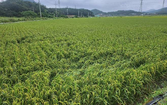 가루쌀 생산단지 사진. 전라남도 제공