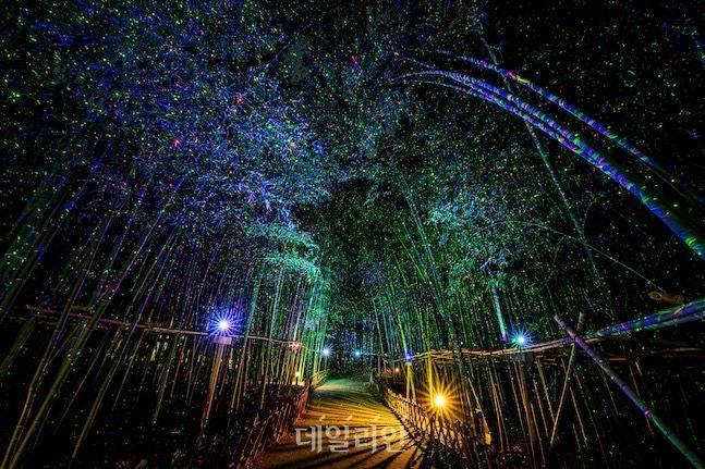 십리대숲 은하수길에 조성된 환상적인 야경. LED 조명과 등기구를 이용해 마치 은하수가 내려온 듯한 모습이다. 십리대숲길은 언제 방문해도 멋진 곳이다. ⓒ데일리안 배군득 기자