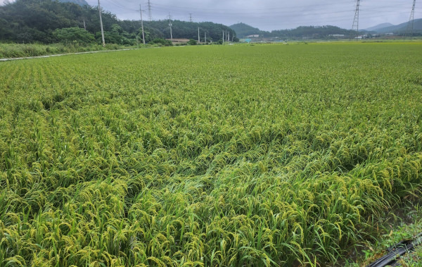 가루쌀 생산단지1(진도군 의신면). 전남도 제공