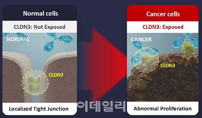 왼쪽이 정상 세포 접합부에 위치한 클라우딘3이고 오른쪽이 암세포에서 외부로 노출된 클라우딘3 모습이다. ABN501은 암세포에서 외부로 노출된 클라우딘3 단백질을 표적하는 방식으로 치료제를 개발 중이다. (제공=에이비온)