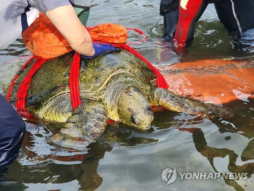 해안가에서 발견된 푸른바다거북. [서귀포해양경찰서 제공=연합뉴스]