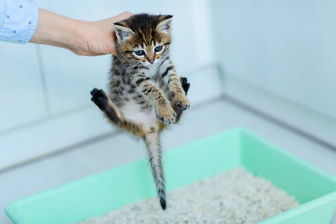고양이의 독특한 소변 냄새는 어디에서 오는 걸까. 중동 사막지역에서 진화한 고양이의 역사와 고양잇과 동물 소변의 아미노산이 이유로 꼽힌다. 게티이미지뱅크
