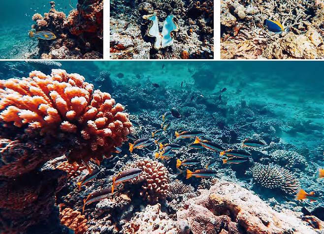 점줄어름돔, 대왕 조개, 파우더블루탱, 두점줄무늬도미. 몰디브에선 흔한 녀석들이다